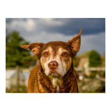 Seelenvolle Porträt eines getigerten Hundes