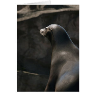 Seelöwe