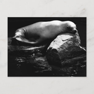 Seelöwe .1781 postkarte