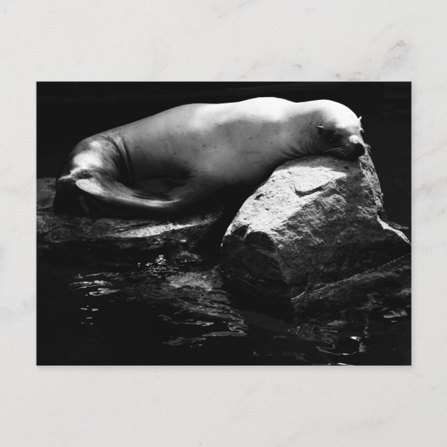 Seelöwe .1781 postkarte (Vorderseite)