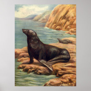 Seelöwe am Meeresufer, Vintage Meeres Säugetiere Poster