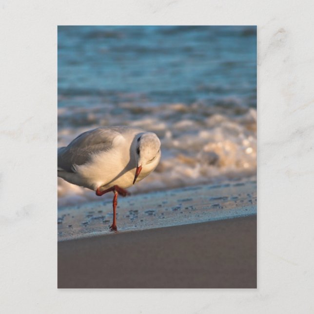 Seelöwe an der Ostsee Postkarte (Vorderseite)