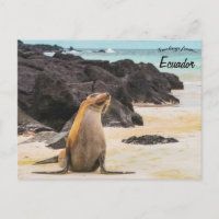 Seelöwe auf den Galapagos-Inseln Ecuador