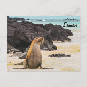 Seelöwe auf den Galapagos-Inseln Ecuador Postkarte