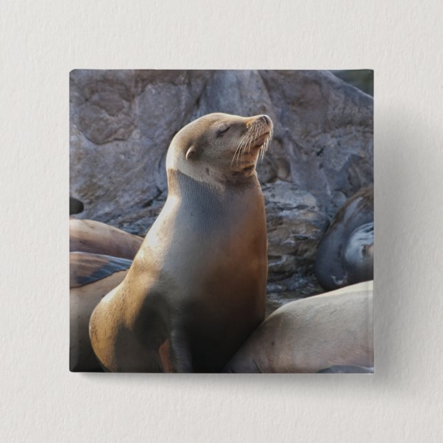 Seelöwe Button (Vorderseite)