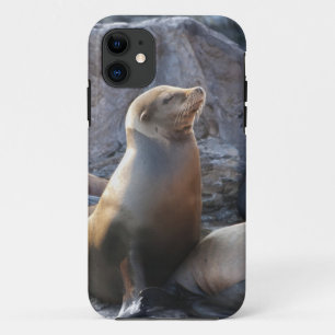 Seelöwe Case-Mate iPhone Hülle