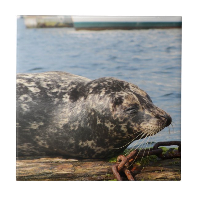 Seelöwe Fliese (Vorderseite)