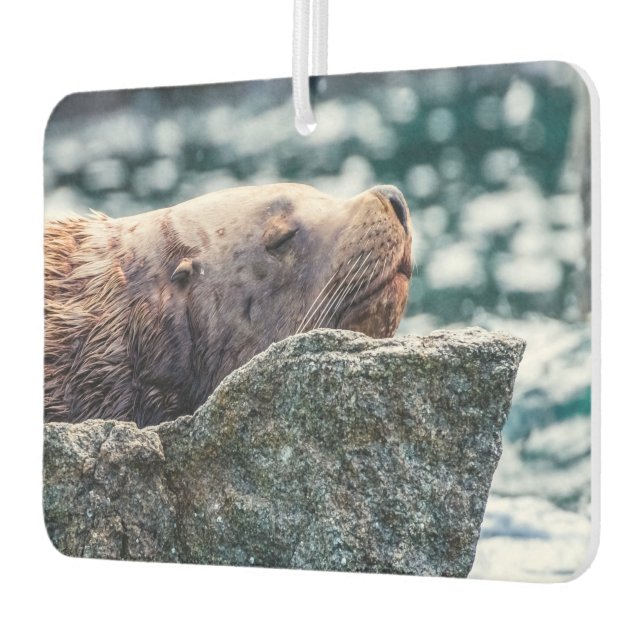 Seelöwe in der Auferstehungsbucht, Alaska Autolufterfrischer (Links)