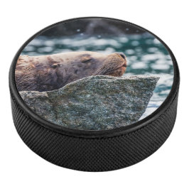 Seelöwe in der Auferstehungsbucht, Alaska Eishockey Puck