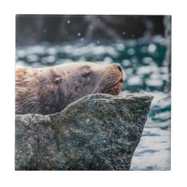 Seelöwe in der Auferstehungsbucht, Alaska Fliese