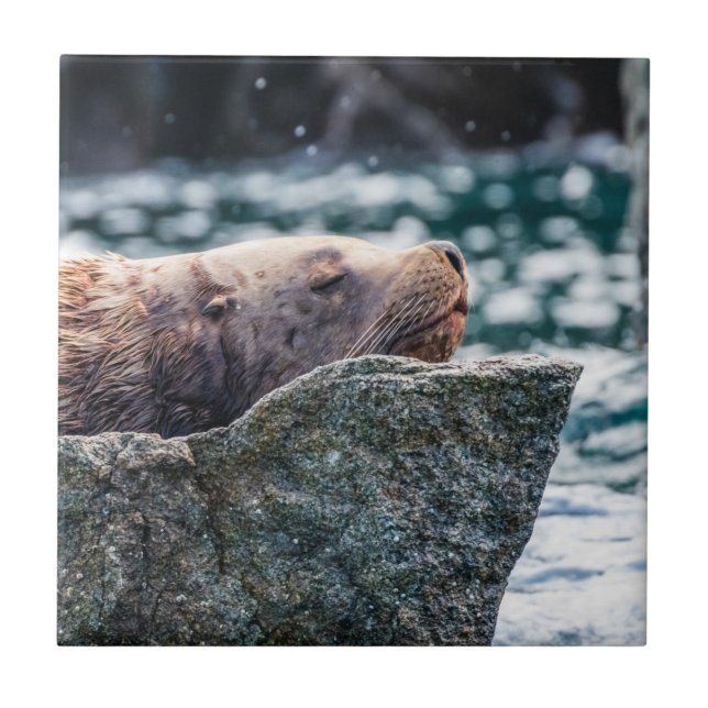 Seelöwe in der Auferstehungsbucht, Alaska Fliese (Vorderseite)