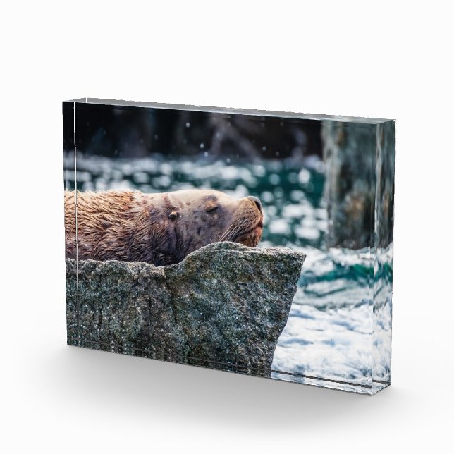 Seelöwe in der Auferstehungsbucht, Alaska Fotoblock (Rechts)