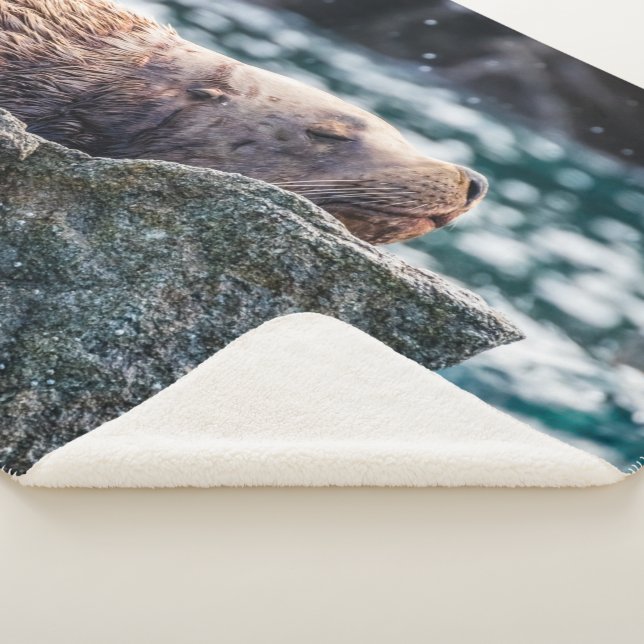 Seelöwe in der Auferstehungsbucht, Alaska Sherpadecke (3/4)