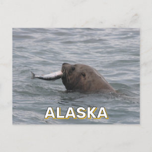 Seelöwe isst in Alaska einen Lachs Postkarte