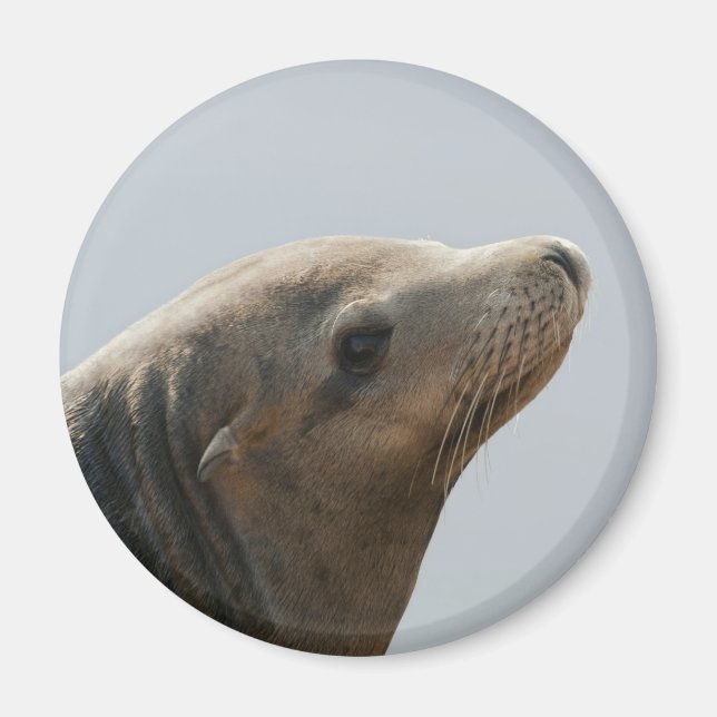 Seelöwe Magnet (Vorne)