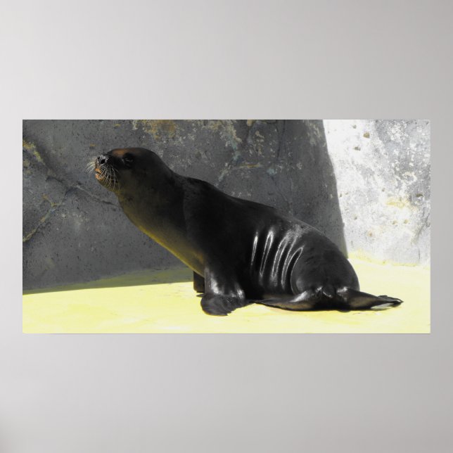 Seelöwe Poster (Vorne)