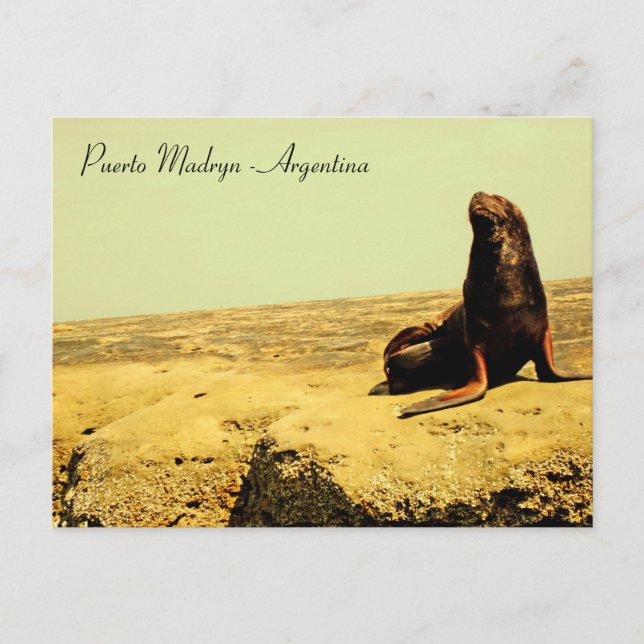 Seelöwe Puerto Madryn - Argentinien Postkarte (Vorderseite)