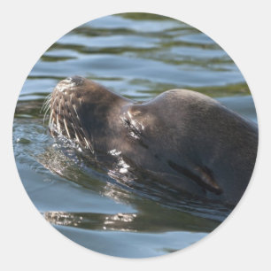 Seelöwe Runder Aufkleber