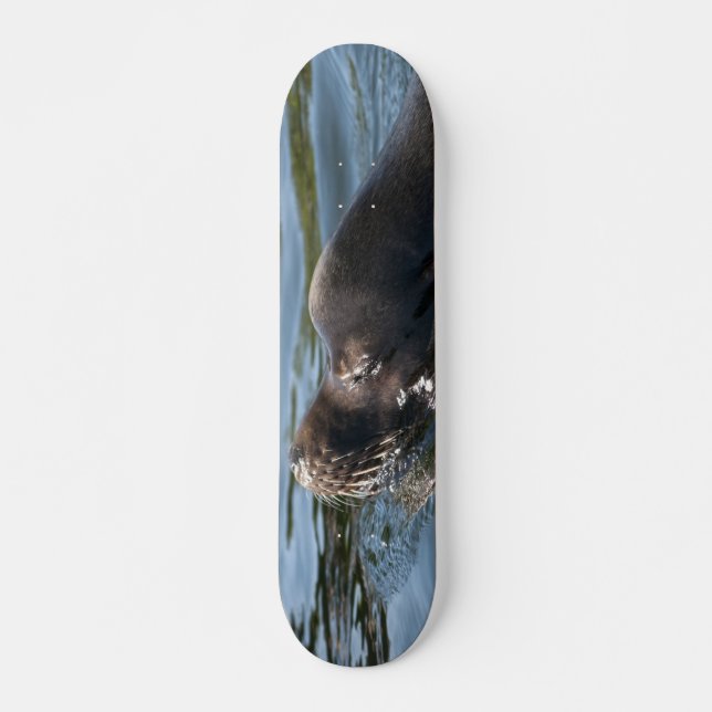 Seelöwe Skateboard (Vorne)