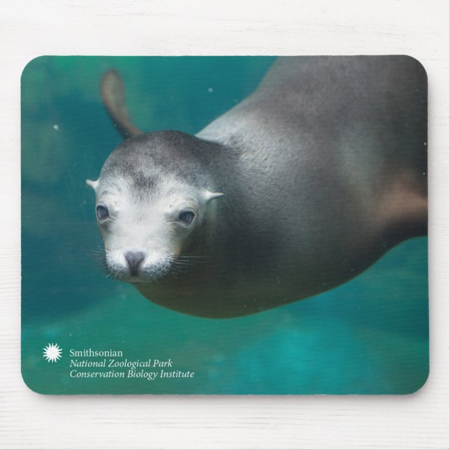 Seelöwe Smithsonian | Mousepad (Vorne)