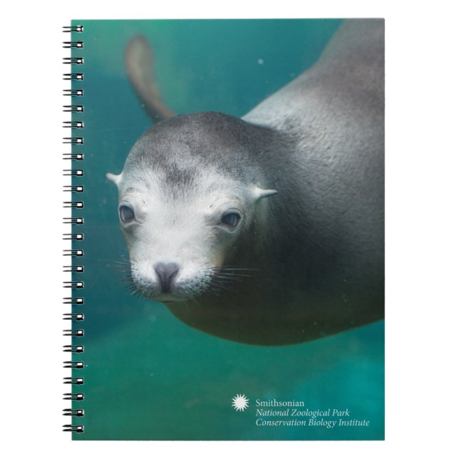Seelöwe Smithsonian | Notizblock (Vorderseite)