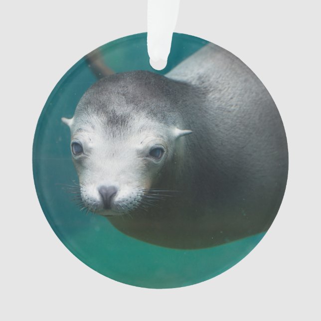 Seelöwe Smithsonian | Ornament (Vorderseite)