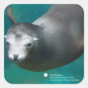 Seelöwe Smithsonian   Quadratischer Aufkleber