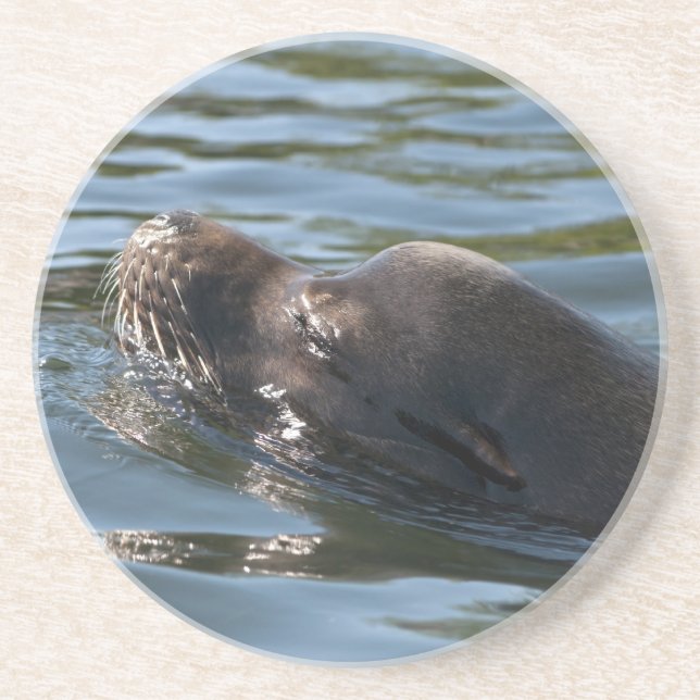 Seelöwe Untersetzer (Vorne)