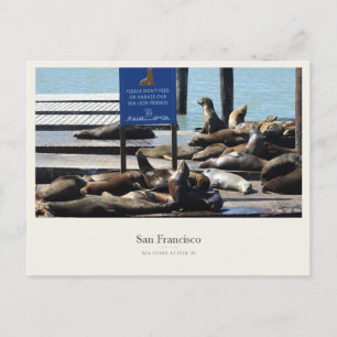 Seelöwen am Pier 39 in San Francisco Postkarte