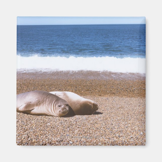 Seelöwen am Strand Magnet (Vorne)