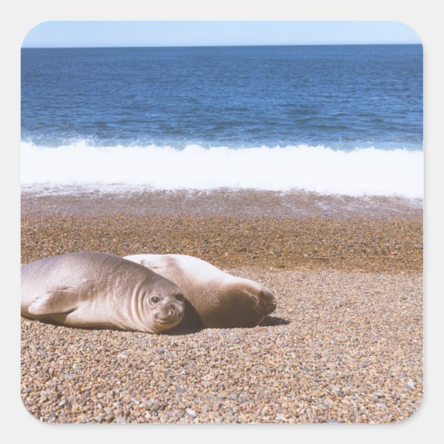 Seelöwen am Strand Quadratischer Aufkleber (Vorderseite)