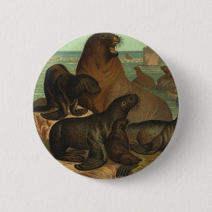 Seelöwen am Strand, Vintage Meeresleben Tier Button