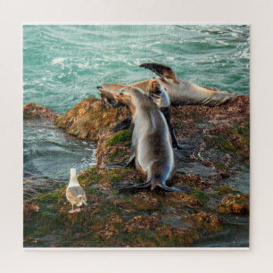 Seelöwen an der felsigen Küste – Maritime Tierwelt Puzzle