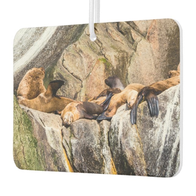 Seelöwen auf den Felsen Autolufterfrischer (Links)