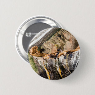 Seelöwen auf den Felsen Button