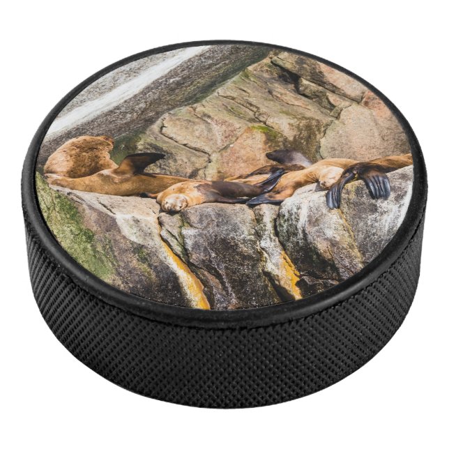 Seelöwen auf den Felsen Eishockey Puck (3/4)