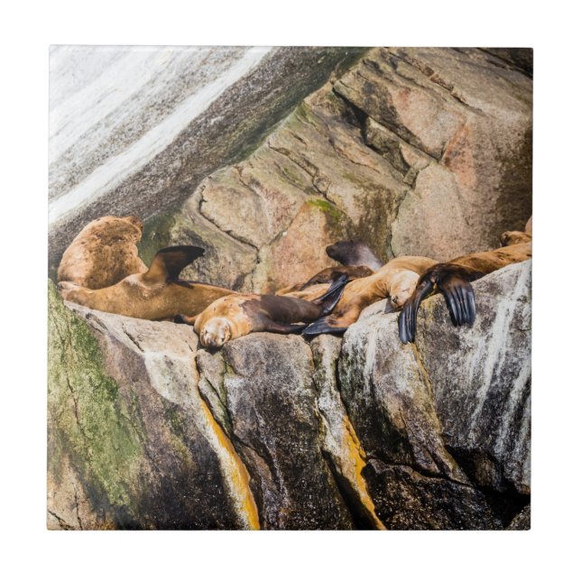 Seelöwen auf den Felsen Fliese (Vorderseite)