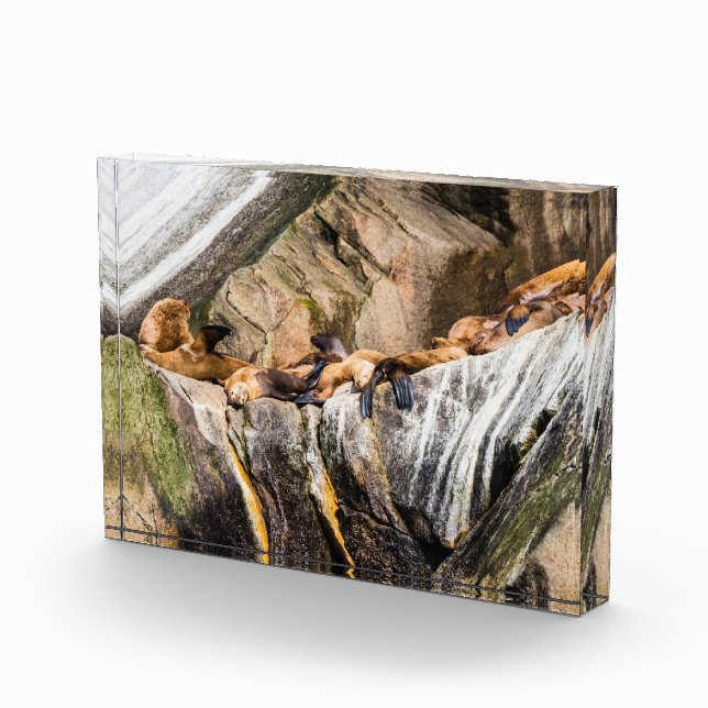 Seelöwen auf den Felsen Fotoblock (Rechts)