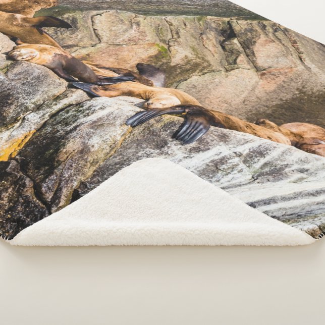 Seelöwen auf den Felsen Sherpadecke (3/4)