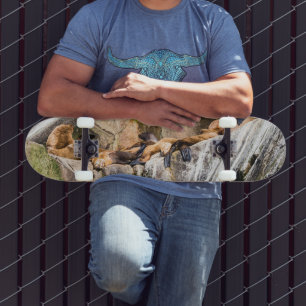 Seelöwen auf den Felsen Skateboard
