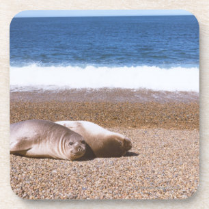 Seelöwen, die auf Strand stillstehen Untersetzer