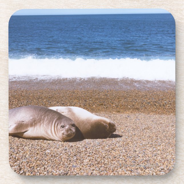Seelöwen, die auf Strand stillstehen Untersetzer (Vorderseite)