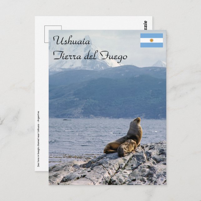 Seelöwen im Beagle - Argentinien Postkarte (Vorne/Hinten)