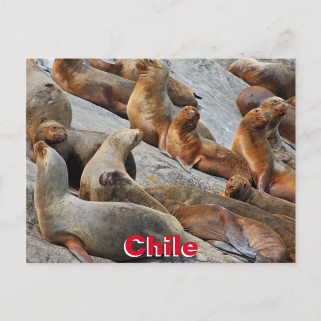 Seelöwen in Patagonien, Chile Postkarte (Vorderseite)