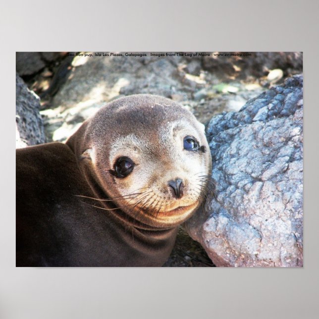 Seelöwen, Isla Las Plazas, Galapagos Poster (Vorne)