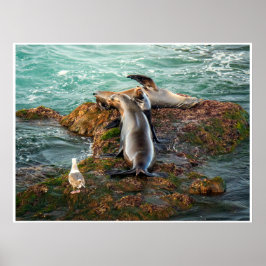 Seelöwen Küstenwandkunst | Wildtier-Fotodruck Poster