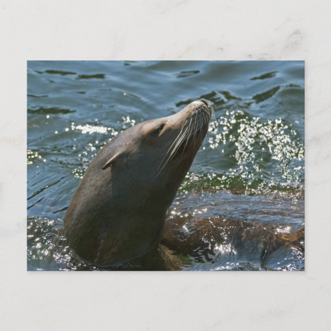 Seelöwen-Postkarten Postkarte (Vorderseite)