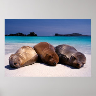 Seelöwen schlafen am Strand Ecuador Poster