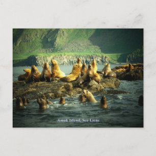 Seelöwen von Amak Island Postkarte