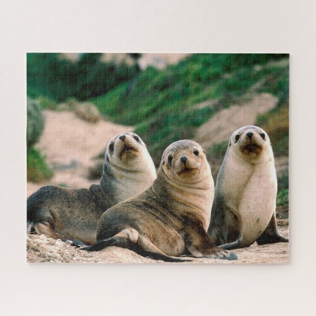 Seelöwenjunge, Puzzle (Horizontal)